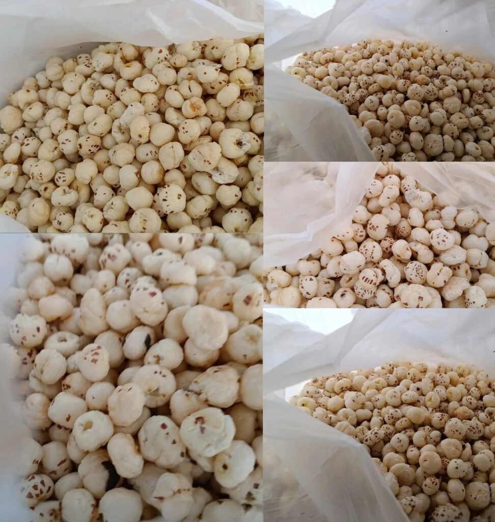 Buy Premium Makhana or Fox Nuts for Export