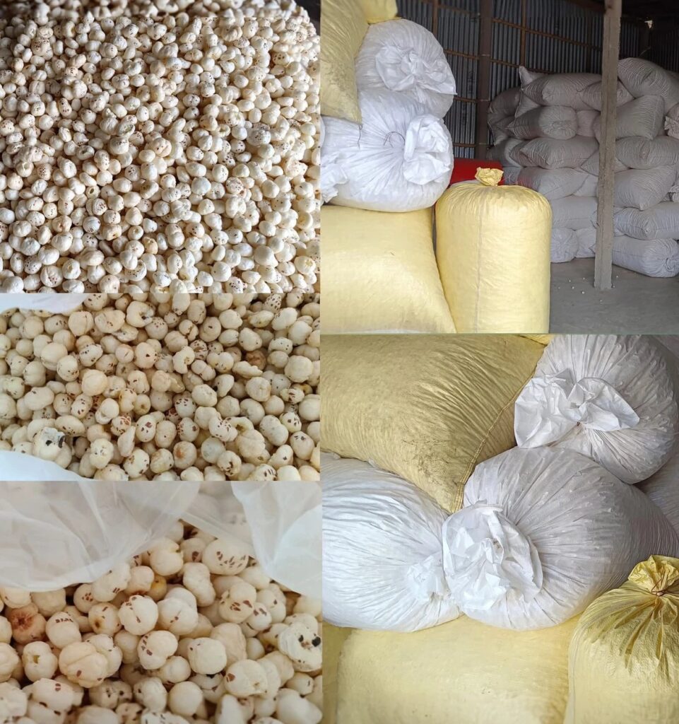 Makhana is ready to export from one of the Fresh makhana exporter from India