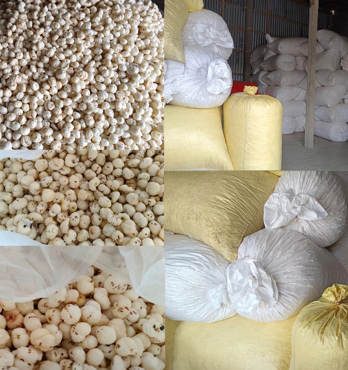 Makhana is ready to export from one of the Fresh makhana exporter from India