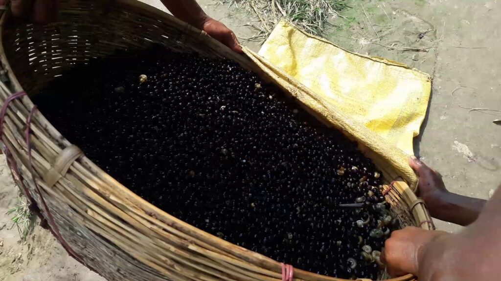 Fox Nuts seeds getting pre heated during Makhana Manufacturers in Bihar 