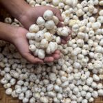 5+ Suta Makhana Exporter from India to USA