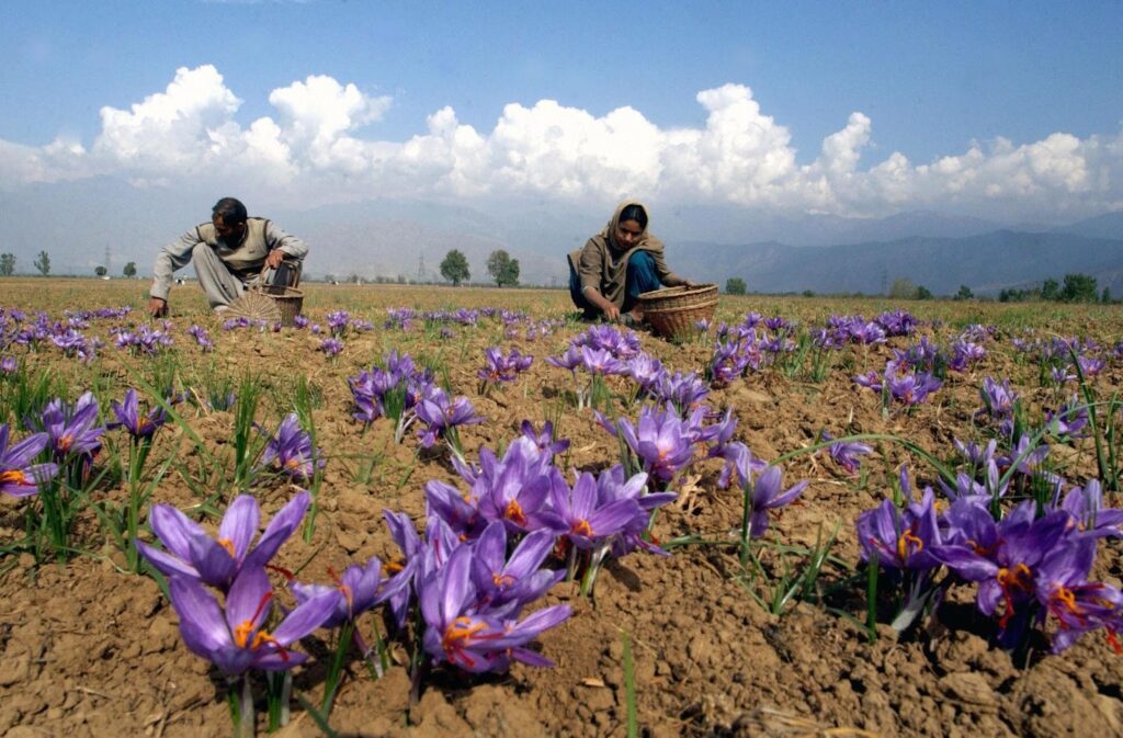 Kashmiri Saffron farm