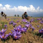 Kashmiri Saffron farm